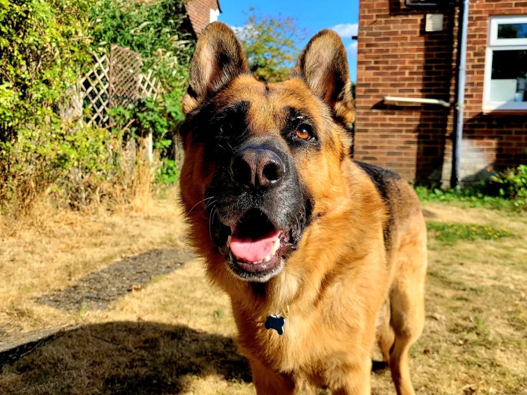 one of the dogs we look after