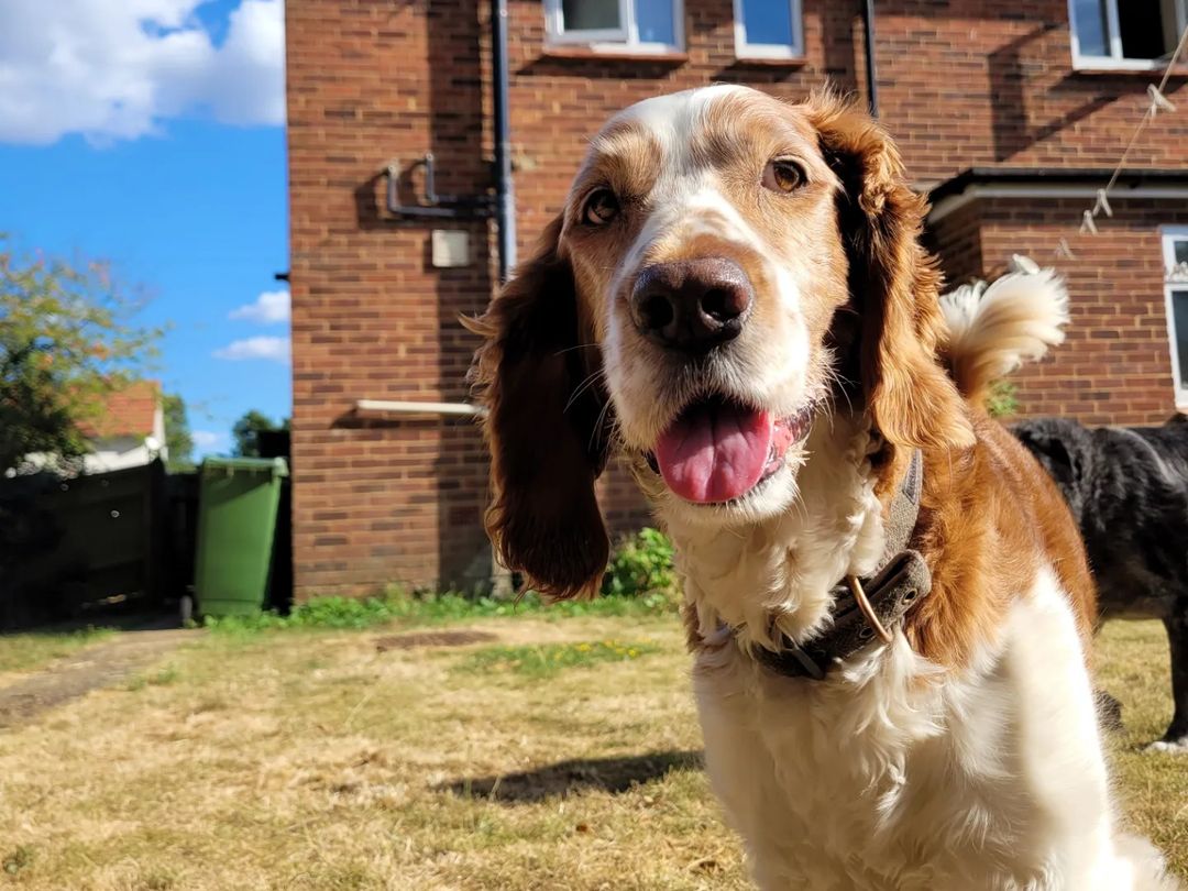 one of the dogs we look after