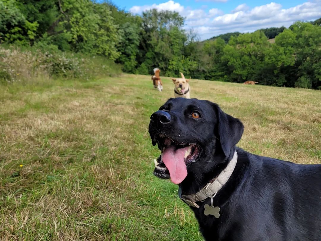 one of the dogs we look after